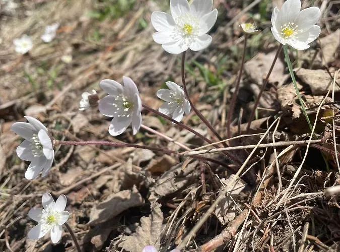 Διαμέρισμα Anniviers : Avec Mezzanine