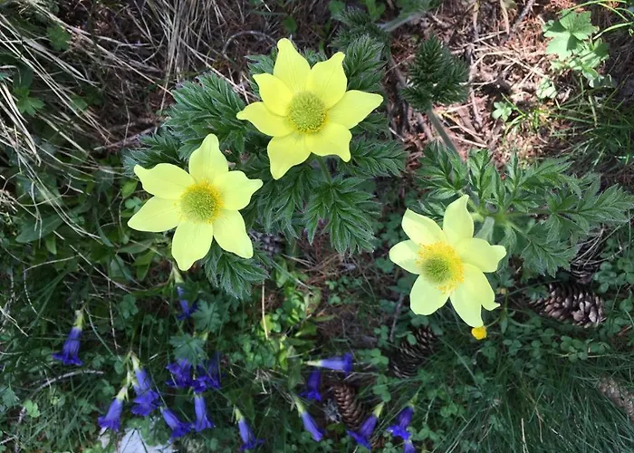 Διαμέρισμα Anniviers : Avec Mezzanine *