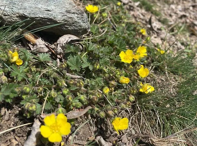 Διαμέρισμα Anniviers : Avec Mezzanine Vissoie